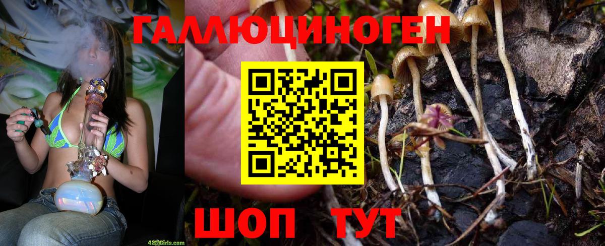 Галлюциногенные грибы Psilocybine cubensis Отрадное
